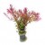 Rotala Blood Red, 1 vnt. (užsakoma prekė)